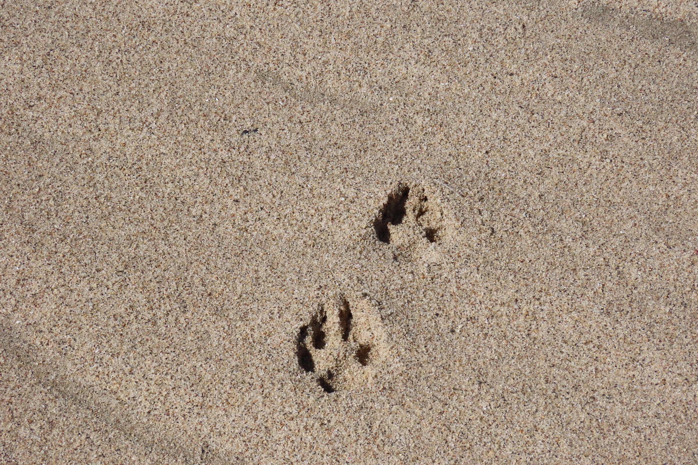 Animal tracks in the sand of the Skeleton Coast
