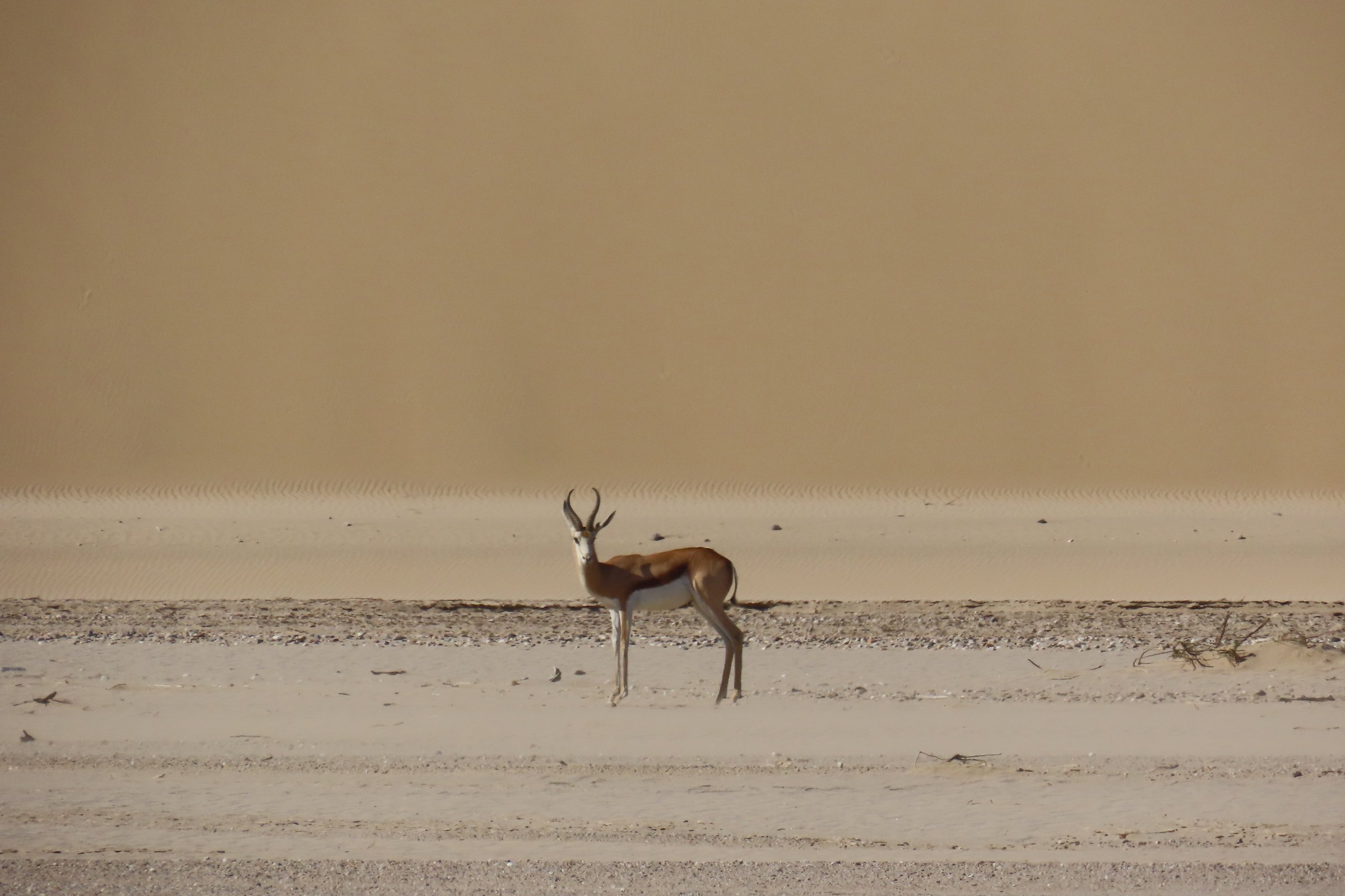 Springbok against the dunes of the Skeleton Coast
