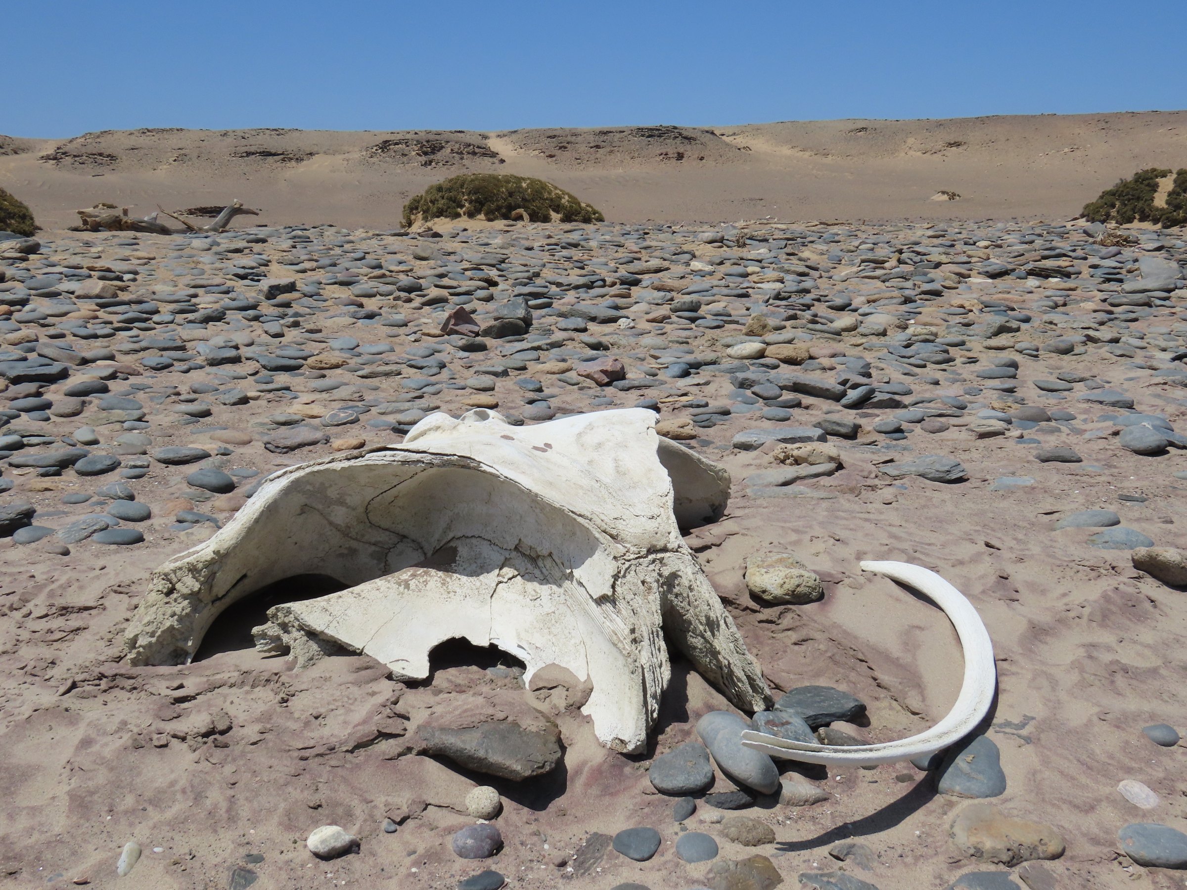 Weathered wildlife remains on a remote Skeleton Coast beach